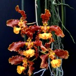 Trichocentrum stayci-Flowering Size